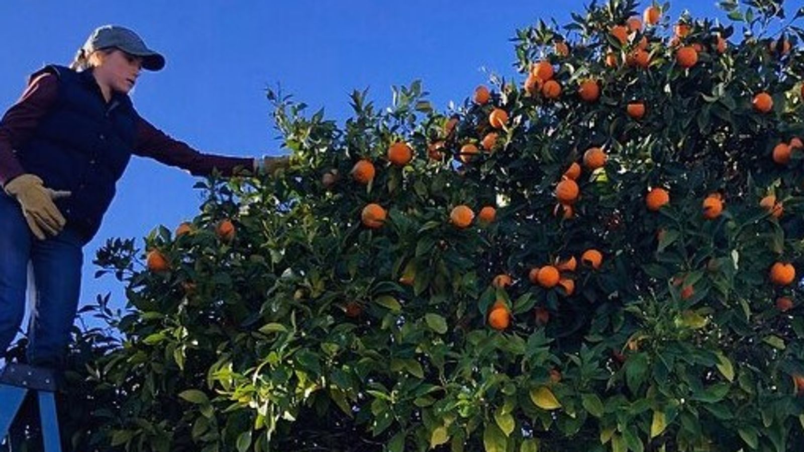 Citrus Season 2024   EyJidWNrZXQiOiJwcm9kLWtpbmRlc3QtaW1hZ2VzIiwia2V5IjoiaW1hZ2VzL3dvcmtzcGFjZS04NzYvbFplajMzdnJ5LmpwZyIsImVkaXRzIjp7ImV4dHJhY3QiOnsid2lkdGgiOjUwOSwiaGVpZ2h0IjoyODYsImxlZnQiOjksInRvcCI6M30sInJlc2l6ZSI6eyJmaXQiOiJjb250YWluIiwid2lkdGgiOjE2MDAsImJhY2tncm91bmQiOnsiciI6MjU1LCJnIjoyNTUsImIiOjI1NSwiYWxwaGEiOjF9fX19