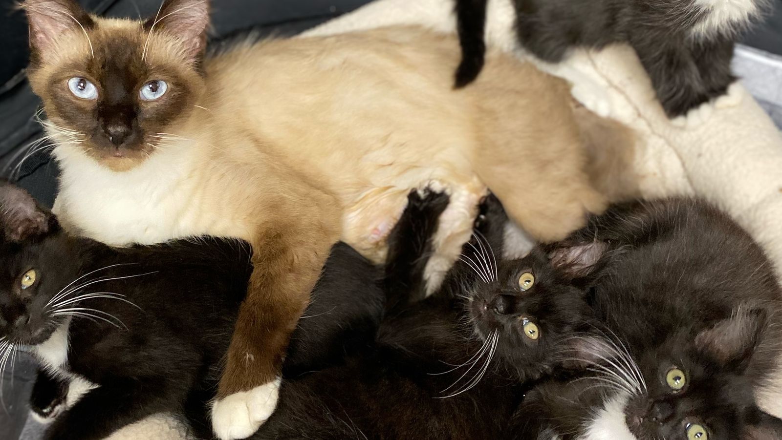 Low Cost Spay/Neuter Clinic